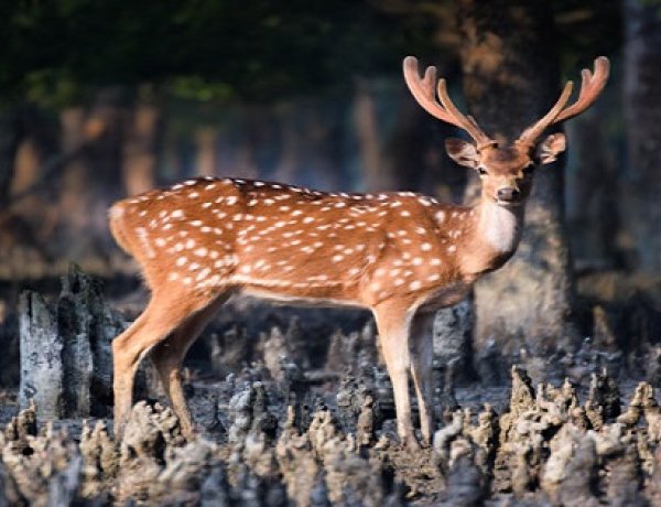 Deer in Natural Habitat