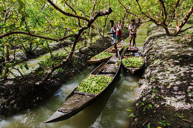 Guava Orchard Canal View
