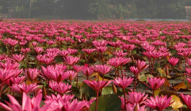 Sunrise Over Water Lilies
