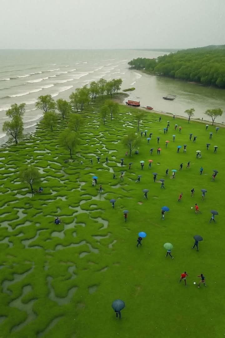 Keora Mangrove