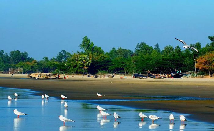 Serene Beach & Seagulls