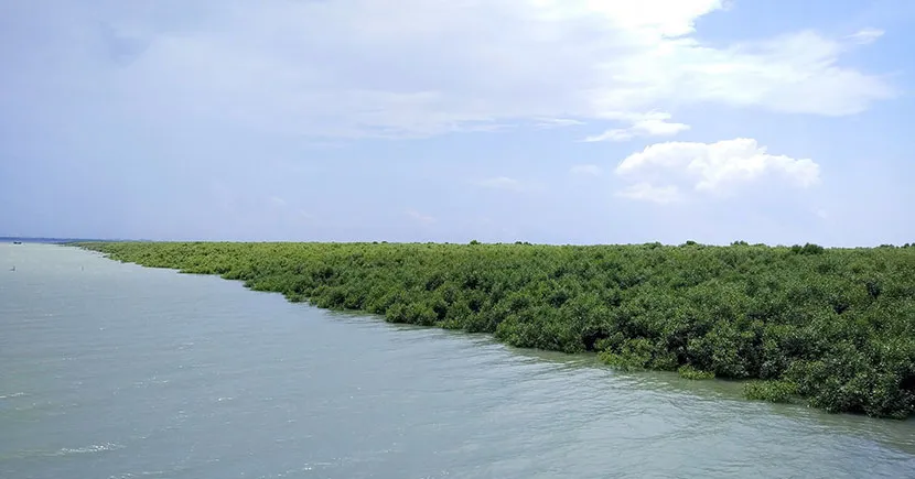 Mangrove forest