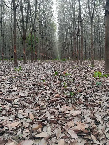 Forest Walking Trail