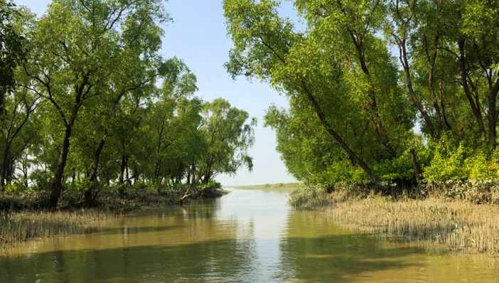 Mangrove Forest