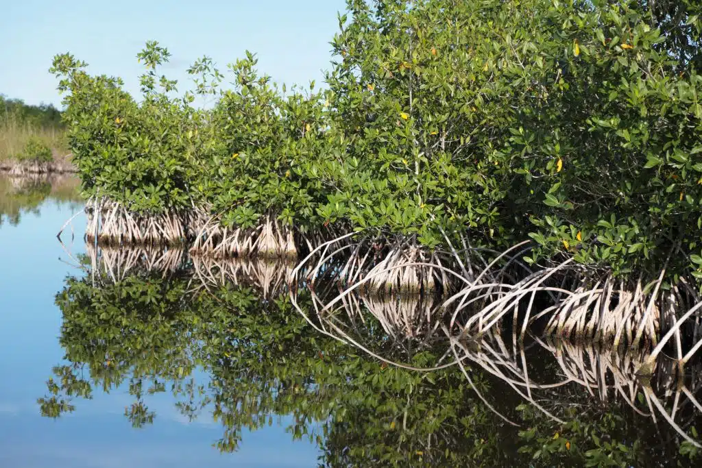 Mangrove Forest View