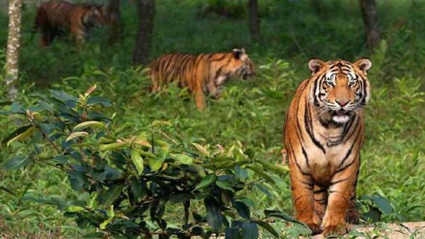 Royal Bengal Tiger Habitat