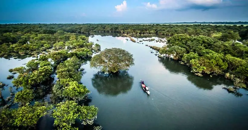 Swamp Forest View