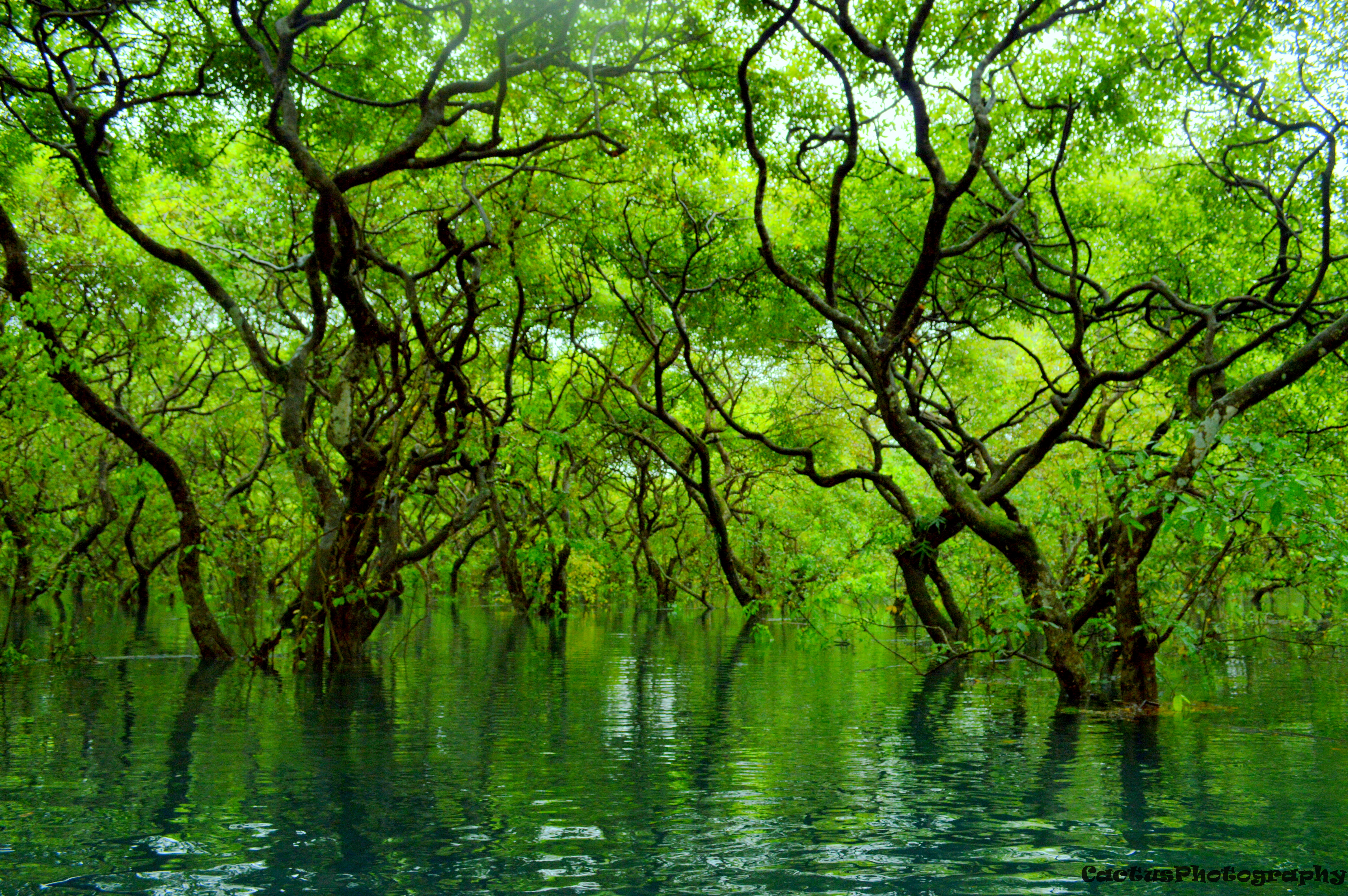 Submerged Trees